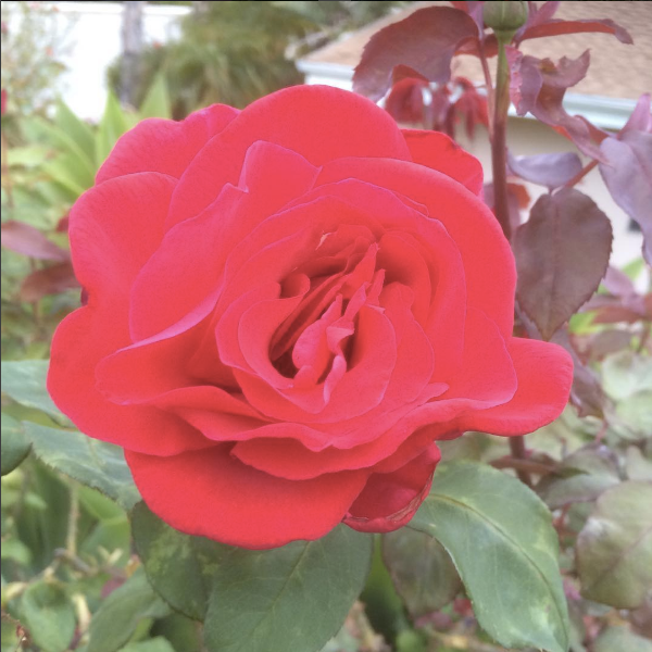 Red Fragrant Rose