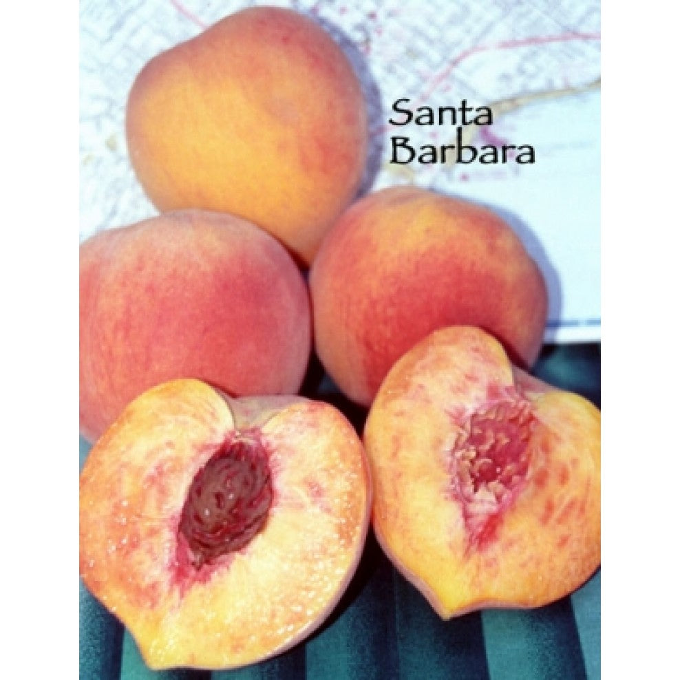 santa barbara peach