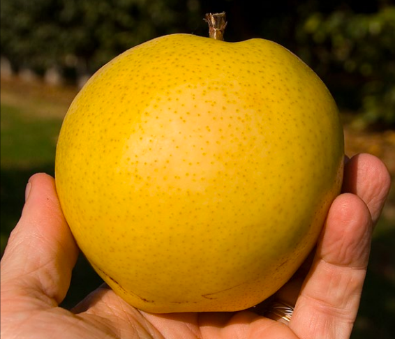 Monterey pear tree