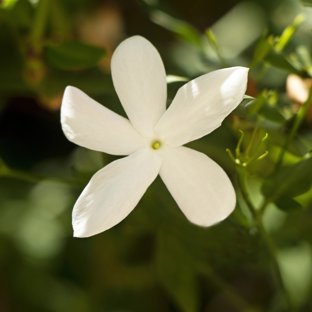 Persian-Jasmine-Shiraz