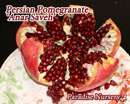 Persian Pomegranate Tree - Red 'Anar Saveh' (ا نار ساوه)