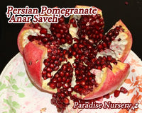 Thumbnail for Persian Pomegranate Tree - Red 'Anar Saveh' (ا نار ساوه)