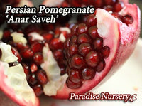 Thumbnail for Persian Pomegranate Tree - Red 'Anar Saveh' (ا نار ساوه)