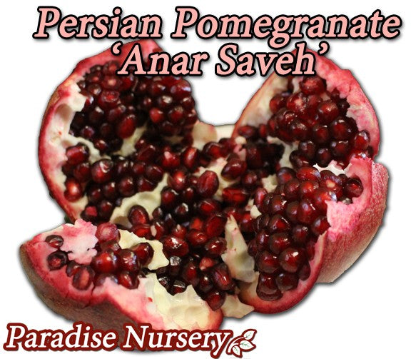 Persian Pomegranate Tree - Red 'Anar Saveh' (ا نار ساوه)