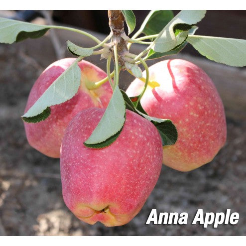 anna apple tree fruit