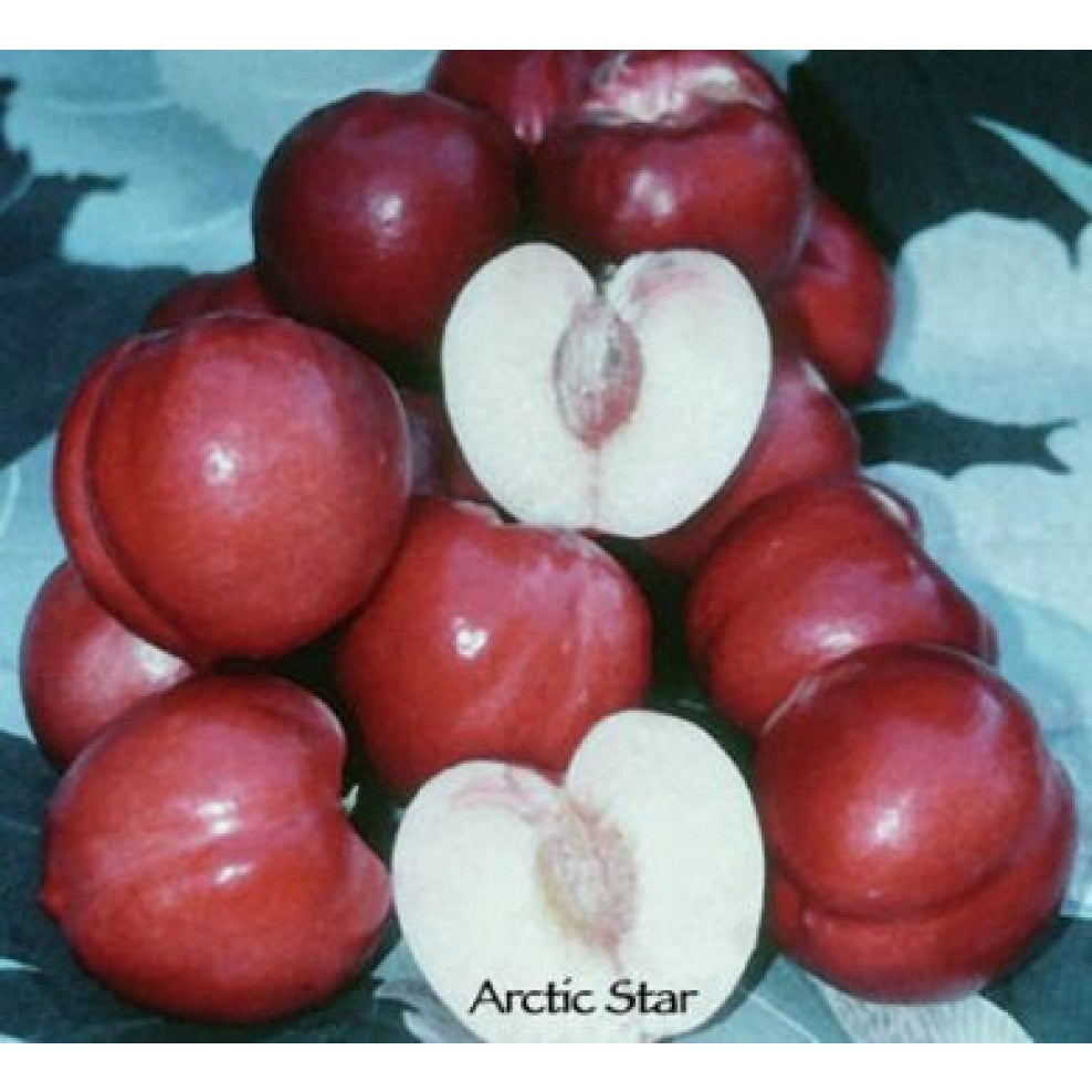 Arctic Star White Nectarine