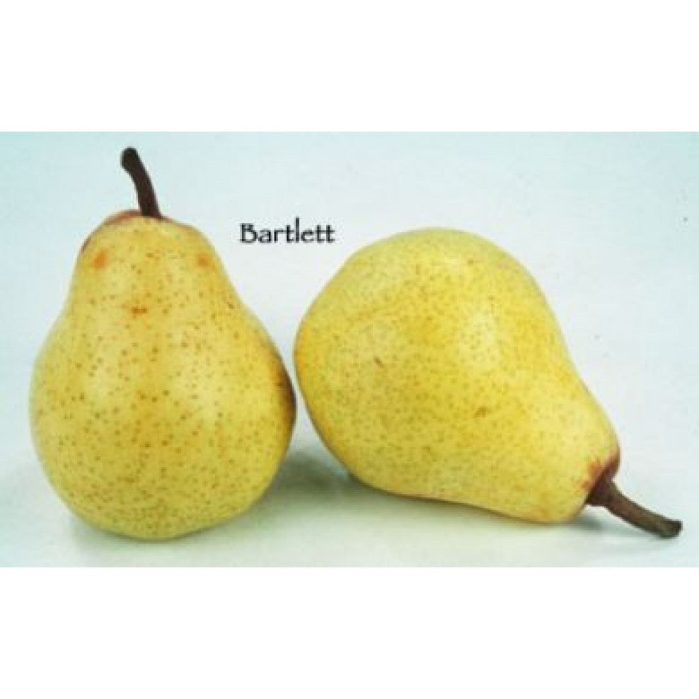 Barlett Pear Tree