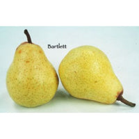 Thumbnail for Barlett Pear Tree