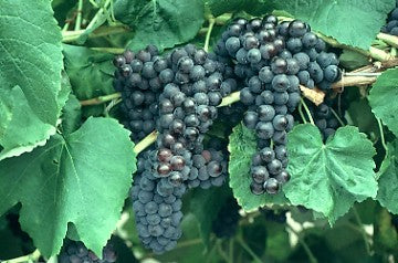 Black Monukka Grape