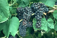 Thumbnail for Black Monukka Grape