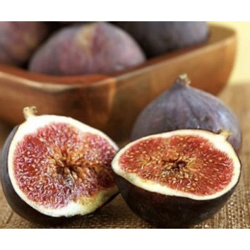 Black Mission Fig