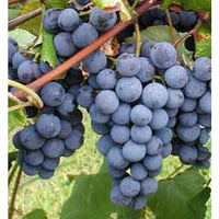 Thumbnail for Concord Grape