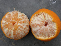Thumbnail for dancy mandarin