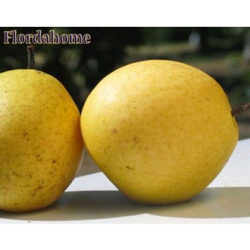 Flordahome pear