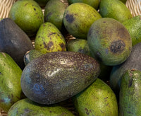 Thumbnail for Fuerte avocado
