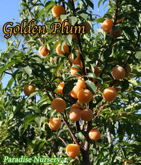 Thumbnail for Golden Plum Tree