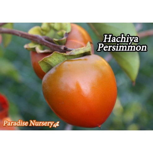 hachiya persimmon