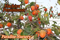 Thumbnail for Hachiya Persimmon Tree (Diospyros)