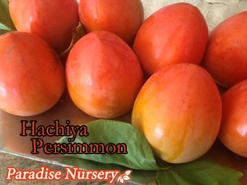 Hachiya Persimmon Tree (Diospyros)