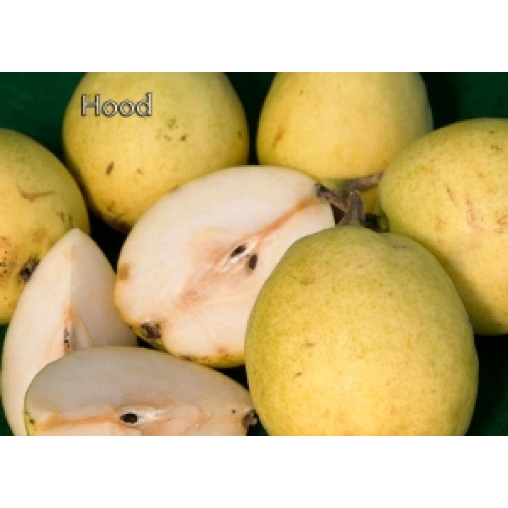 Hood pear fruit
