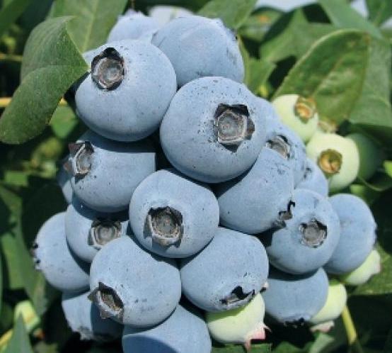 Jewel Blueberry Vine
