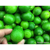 Thumbnail for key lime