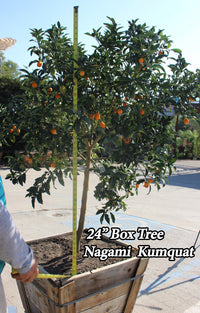 Thumbnail for kumquat tree 24