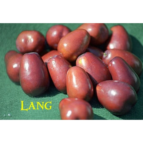 Lang Jujube