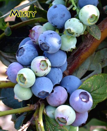 Misty Blueberry Vine