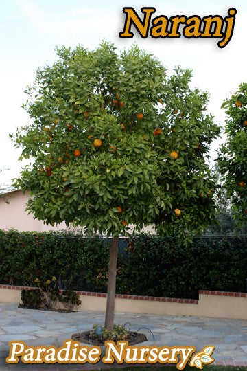 Sour Orange Tree - Naranj Shiraz - نارنج‎