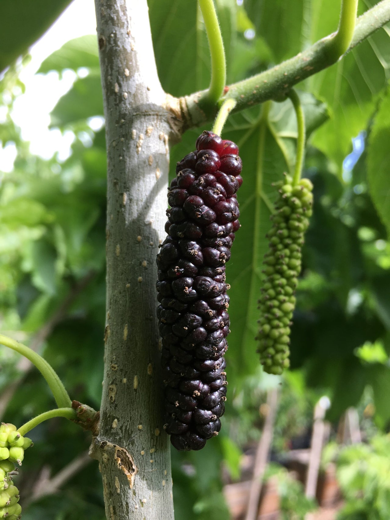 Pakistan Mulberry Tree