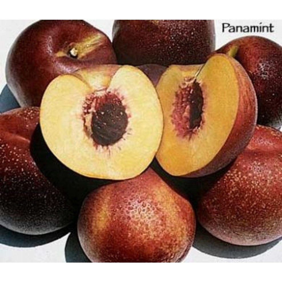 Panamint nectarine