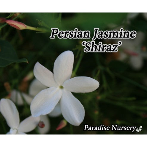 Persian-Jasmine_Shiraz