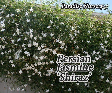 Persian Jasmine Plant