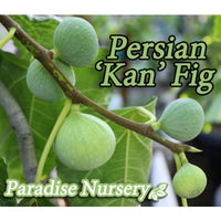 Thumbnail for Persian Fig 'Kan' Tree