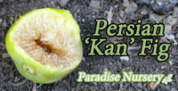 Thumbnail for Persian Fig 'Kan' Tree