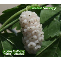 Thumbnail for white mulberry