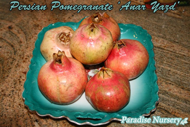 persian sweet pomegranate