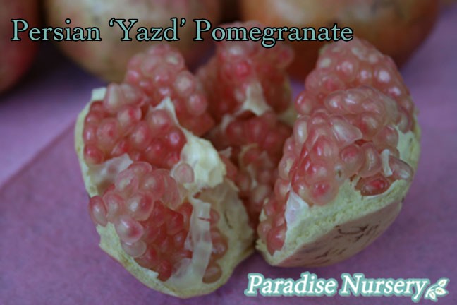Yazd-Pomegranate-Tree