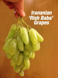 Thumbnail for Persian Grape Rish Baba - Angoor