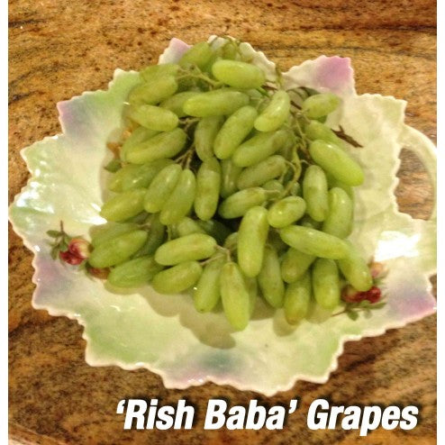 Persian grape Rish Baba