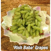 Thumbnail for Persian grape Rish Baba