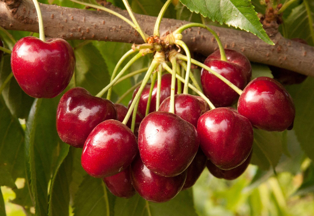 Cherries from a Royal Crimson Cherry Tree