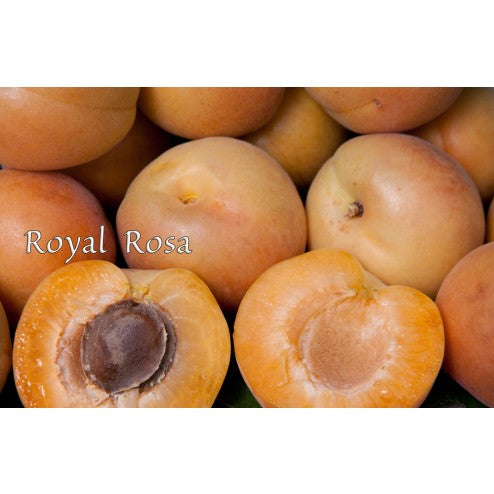 Royal Rosa Apricot