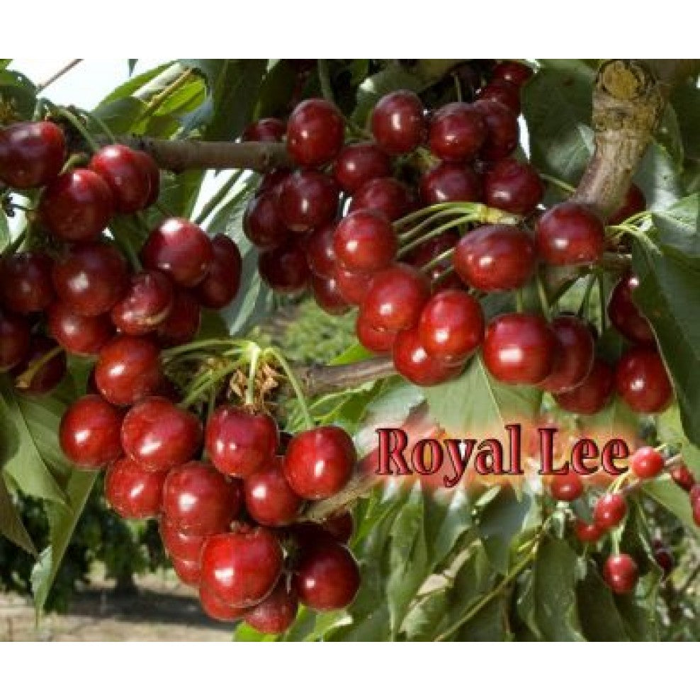 royal lee cherry tree