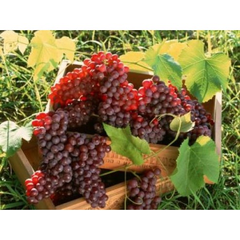 ruby seedless grape