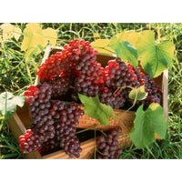 Thumbnail for ruby seedless grape