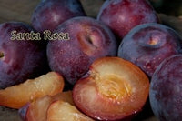 Thumbnail for Santa Rosa Plum Tree