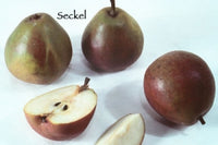 Thumbnail for Seckel Pear Tree