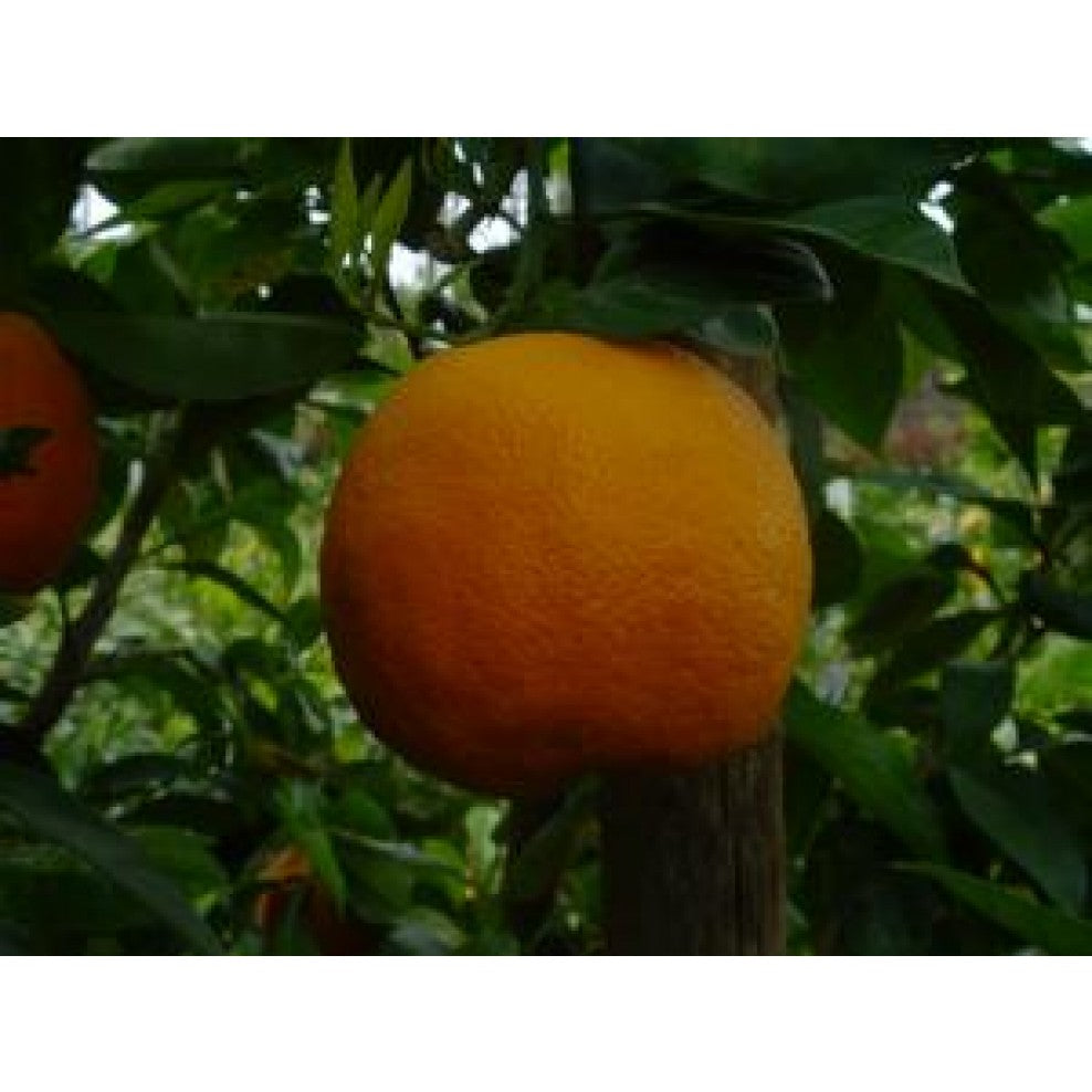 Iranian Sour Orange Shiraz on tree for sale